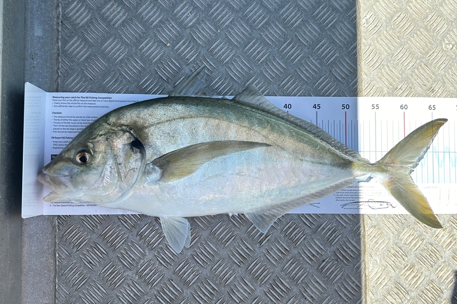 Danyon Halse caught this 60.0cm Trevally at Northland during The Export NZ Fishing Competition