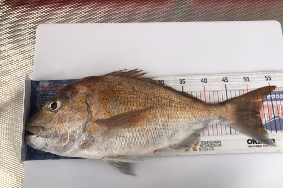 Brendan Lochead caught this 52.0cm Snapper at Auckland during The Export NZ Fishing Competition
