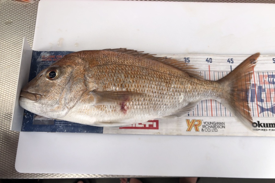 Brendan Lochead caught this 48.0cm Snapper at Auckland during The Export NZ Fishing Competition