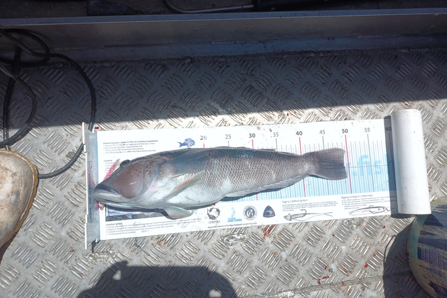 Nick Richards caught this 49.0cm Blue Cod at West Coast during The Export NZ Fishing Competition