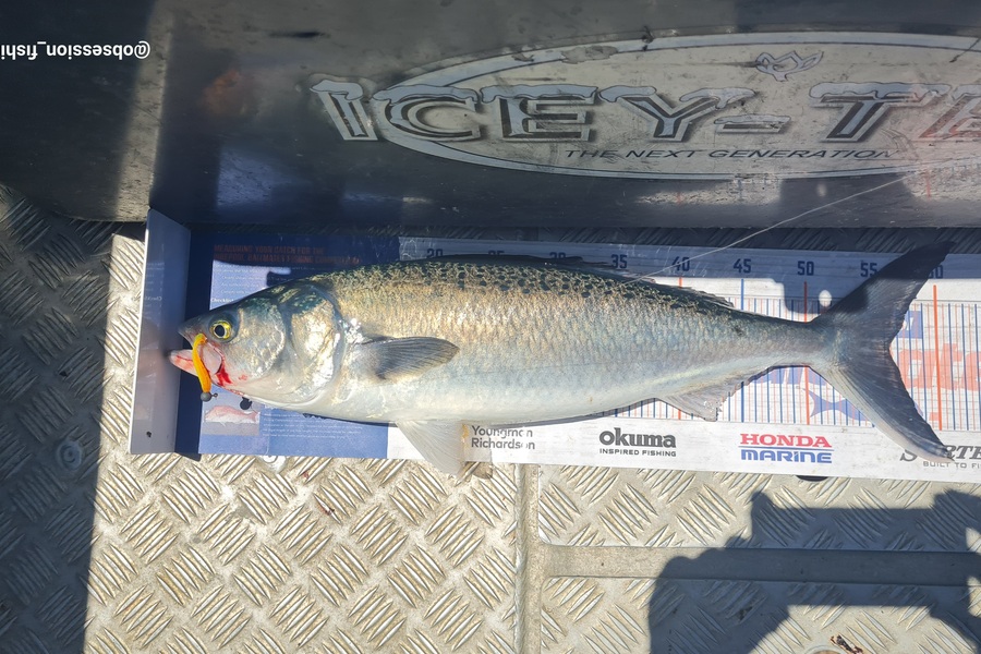 Mark Pandelidis caught this 56cm Kahawai at Northland during The Export NZ Fishing Competition