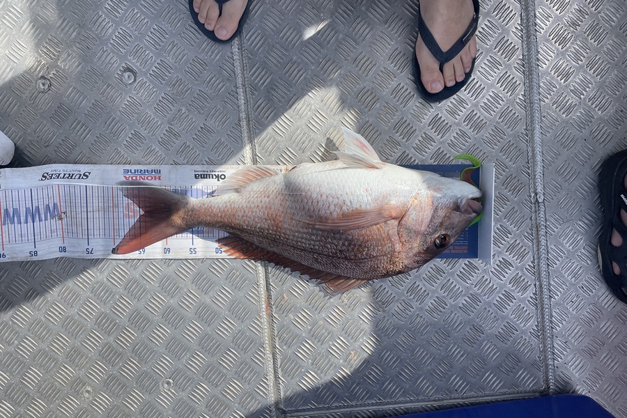 Ben Moran caught this 63.5cm Snapper at Northland during The Export NZ Fishing Competition