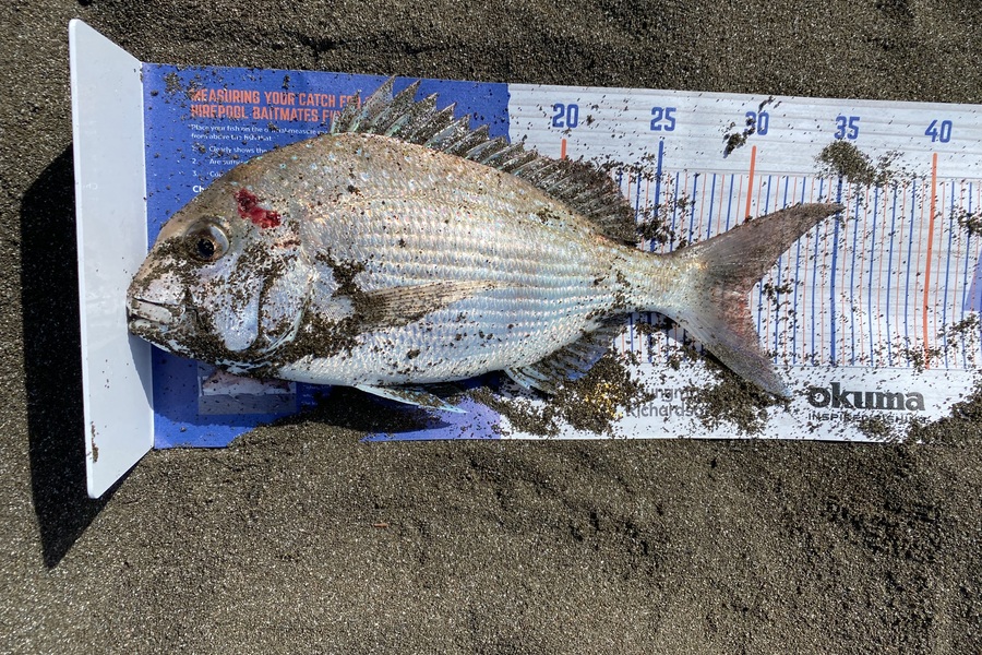 Luke Leydon caught this 30.0cm Snapper at Hawkes Bay during The Export NZ Fishing Competition