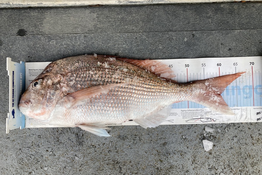 Shannon Scholes caught this 60cm Snapper at Nelson/Marlborough during The Export NZ Fishing Competition