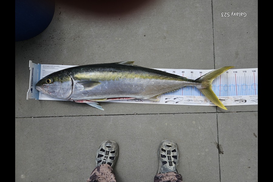 Joe Buhagiar caught this 95cm Kingfish at Auckland during The Export NZ Fishing Competition