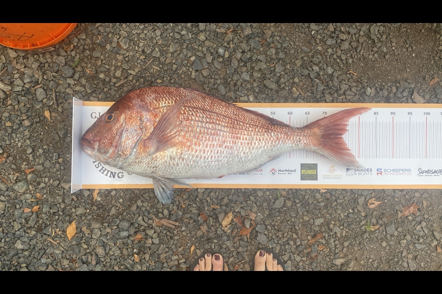 Tasha Timperley  caught this 75.0cm Snapper at Northland during The Export NZ Fishing Competition
