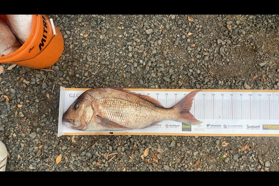 Percy  Cooper caught this 66.5cm Snapper at Northland during The Export NZ Fishing Competition