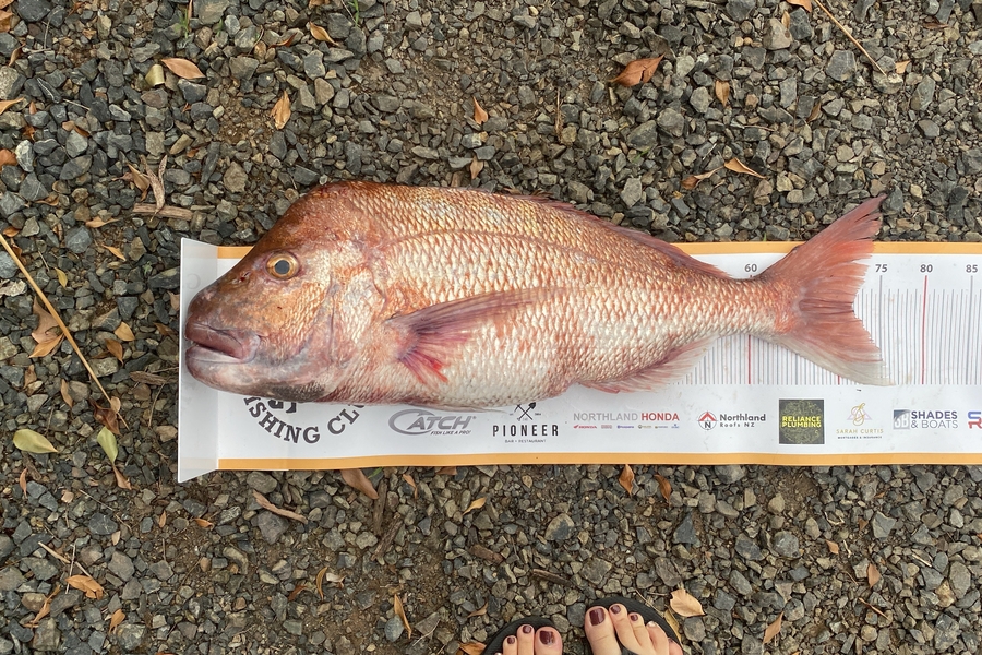 Percy  Cooper caught this 71.5cm Snapper at Northland during The Export NZ Fishing Competition