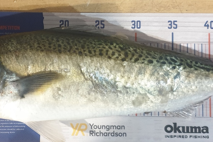 Pat Barrett caught this 50.0cm Kahawai at Wellington during The Export NZ Fishing Competition