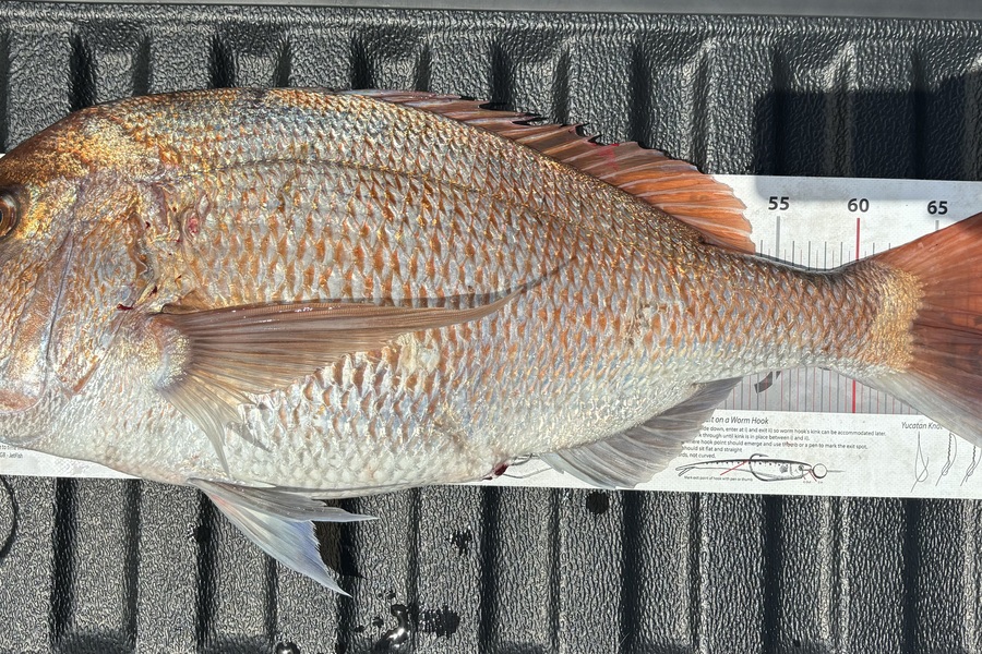 Reid Clancy caught this 69.0cm Snapper at Auckland during The Export NZ Fishing Competition
