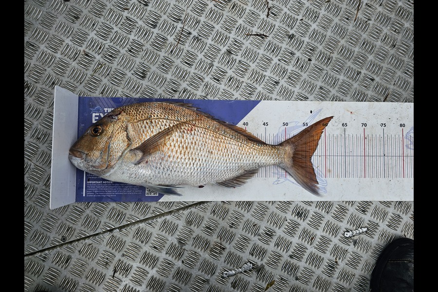 Stuart Callow caught this 56.0cm Snapper at Auckland during The Export NZ Fishing Competition