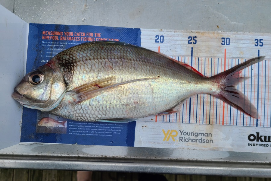 Jordan Boyd caught this 31.5cm Tarakihi at Wellington during The Export NZ Fishing Competition