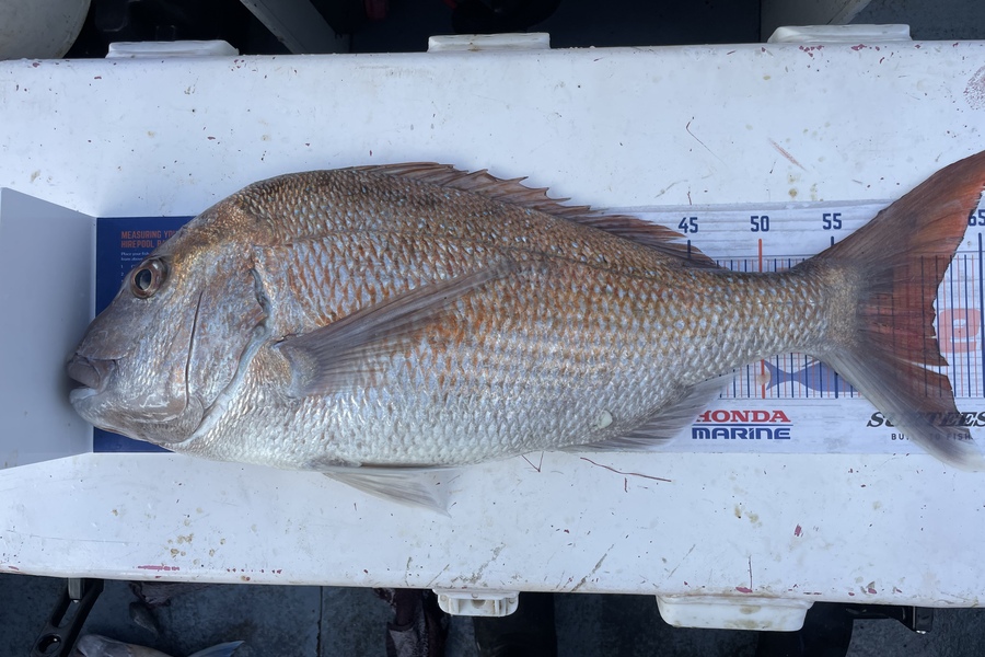 Regan George caught this 61.5cm Snapper at Taranaki during The Export NZ Fishing Competition