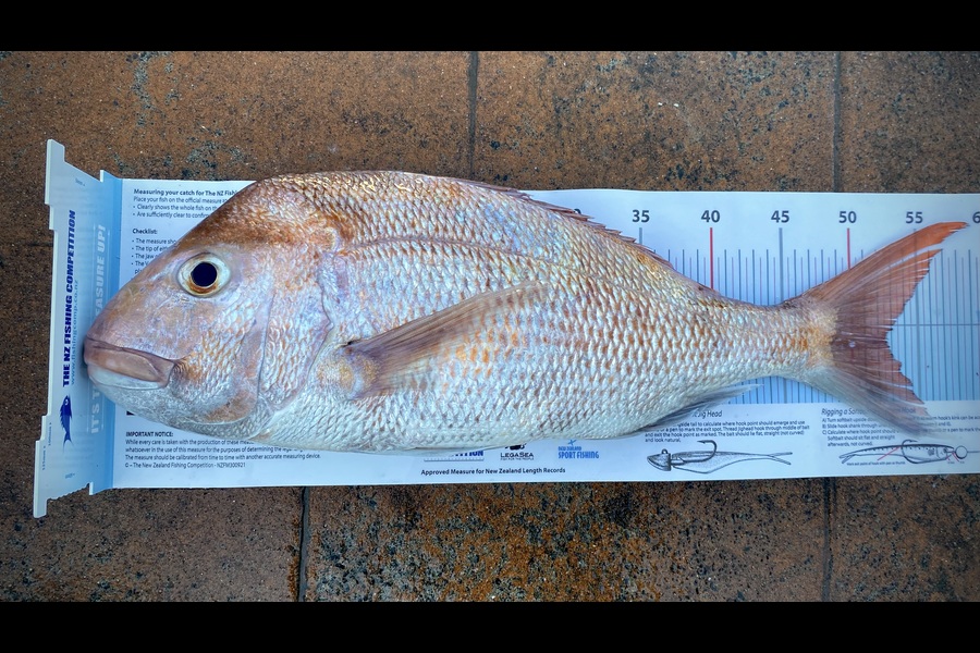 Benjamin  Crowle caught this 52.5cm Snapper at Auckland during The Export NZ Fishing Competition
