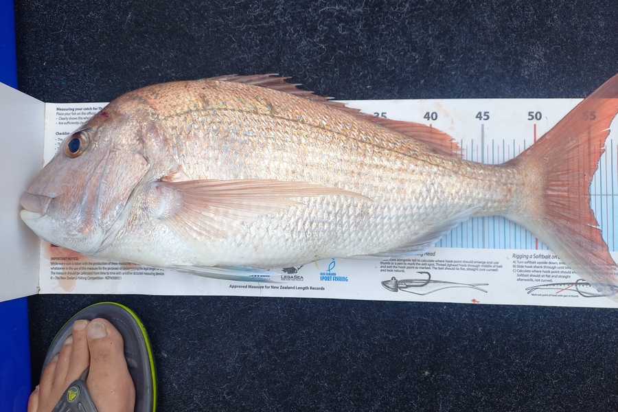 Andrew Tohu caught this 55cm Snapper at Northland during The Export NZ Fishing Competition