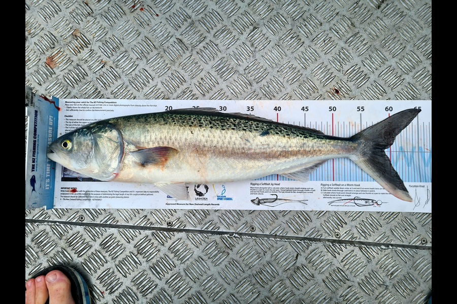 Jason Muir caught this 59.0cm Kahawai at Canterbury during The Export NZ Fishing Competition