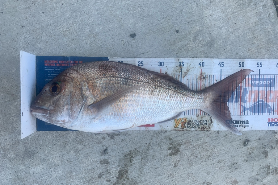 Mark Piskulic caught this 46.5cm Snapper at Northland during The Export NZ Fishing Competition