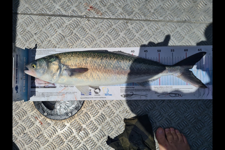 Jason Muir caught this 60.5cm Kahawai at Canterbury during The Export NZ Fishing Competition