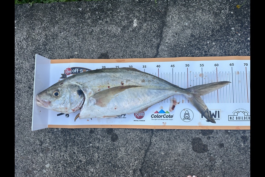 Karl  Unverricht  caught this 54.0cm Trevally at Auckland during The Export NZ Fishing Competition