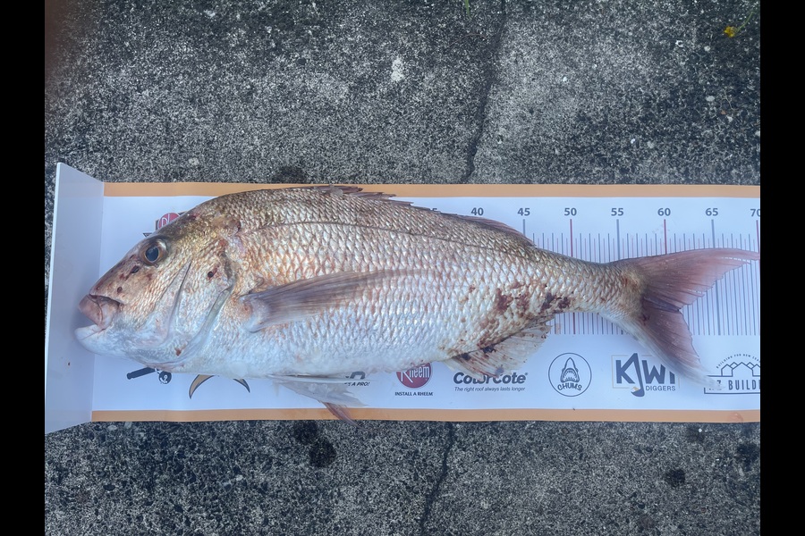 Karl  Unverricht  caught this 60.5cm Snapper at Auckland during The Export NZ Fishing Competition