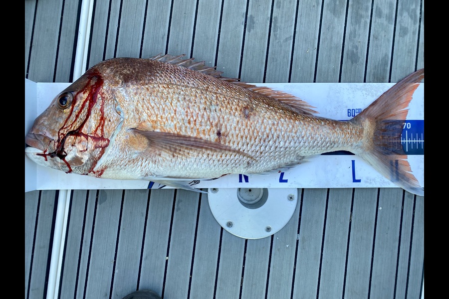 Ian Bannan caught this 69.0cm Snapper at Auckland during The Export NZ Fishing Competition