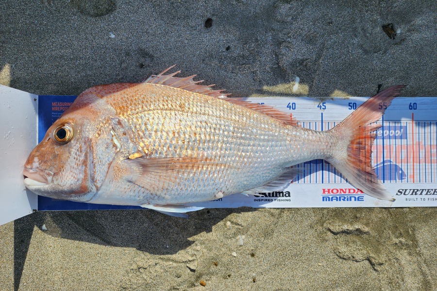 Holly Stuart caught this 53.0cm Snapper at Auckland during The Export NZ Fishing Competition