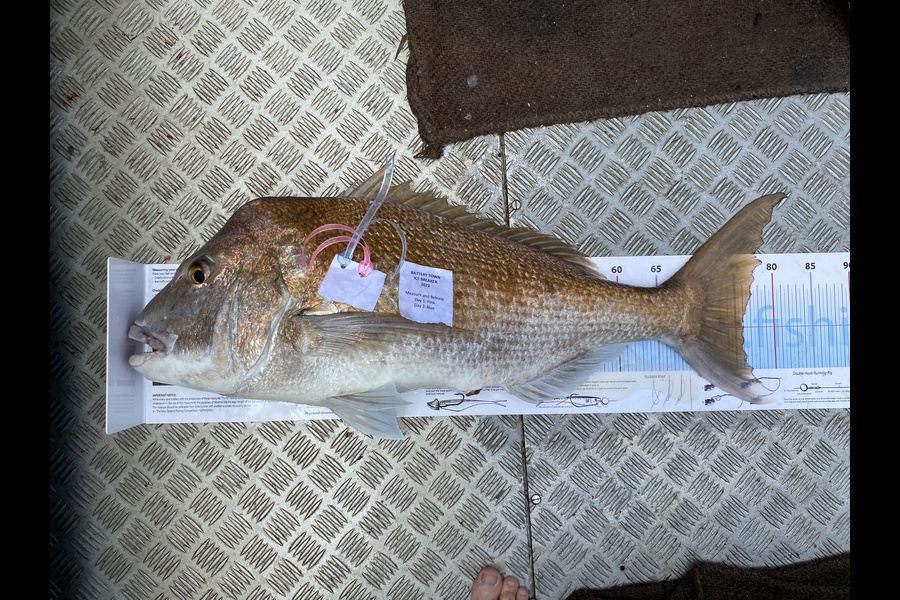 Red Blakely caught this 75.5cm Snapper at Northland during The Export NZ Fishing Competition