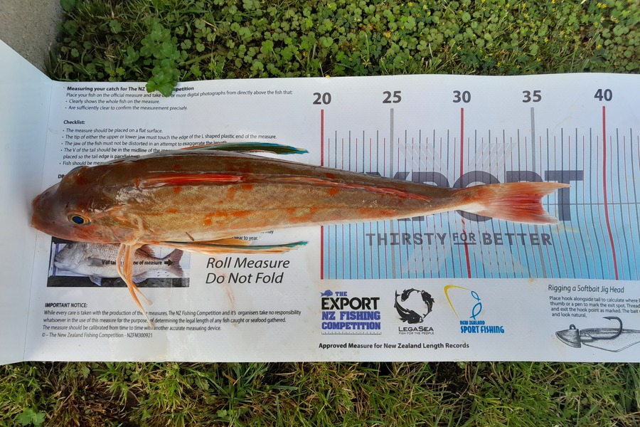 Shane  Reily  caught this 35.5cm Gurnard at Coromandel during The Export NZ Fishing Competition