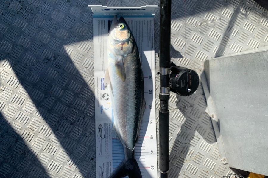 Matt  King  caught this 52.0cm Kahawai at Hawkes Bay during The Export NZ Fishing Competition