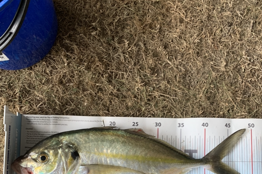 Matt  King  caught this 43.5cm Trevally at Hawkes Bay during The Export NZ Fishing Competition