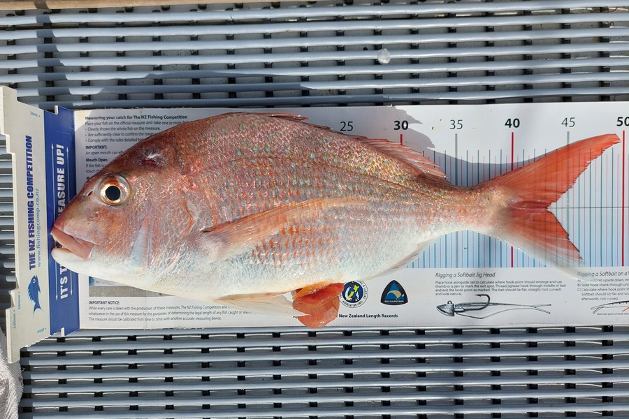 Janet Attwood caught this 43.0cm Snapper at Northland during The Export NZ Fishing Competition
