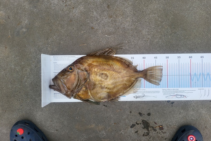 Christian-Ray  Simons  caught this 47.5cm John Dory at Taranaki during The Export NZ Fishing Competition