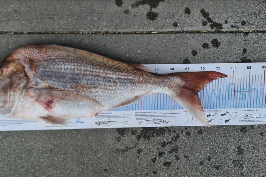 Mike Blowers caught this 68.0cm Snapper at Northland during The Export NZ Fishing Competition