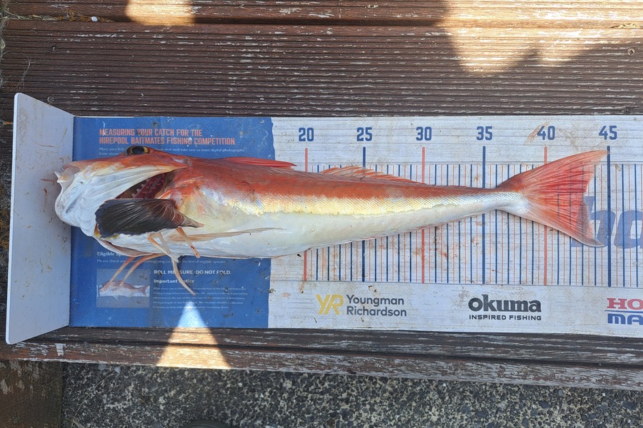 Harry Kovacs caught this 43.0cm Gurnard at Wellington during The Export NZ Fishing Competition