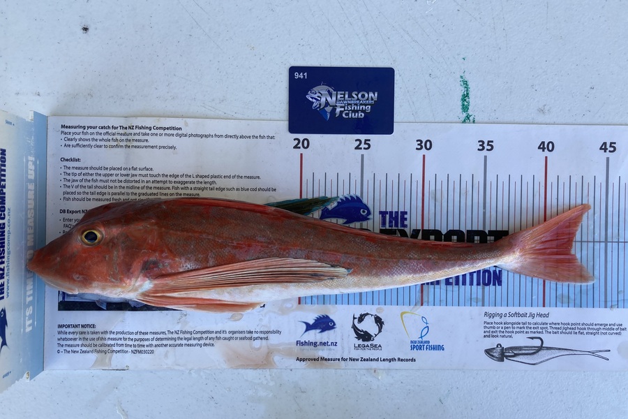 Scott Brunt caught this 42.0cm Gurnard at Nelson/Marlborough during The Export NZ Fishing Competition