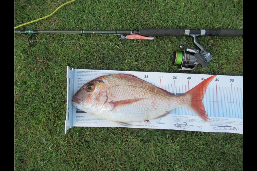 David Wilson caught this 45.0cm Snapper at Bay of Plenty during The Export NZ Fishing Competition