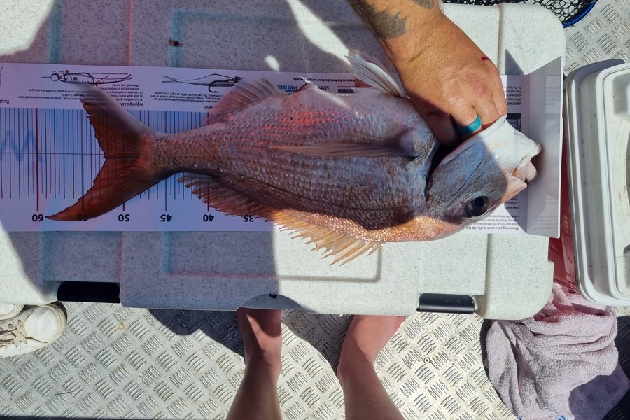 Jacques  Van Rooyen  caught this 52.5cm Snapper at Auckland during The Export NZ Fishing Competition