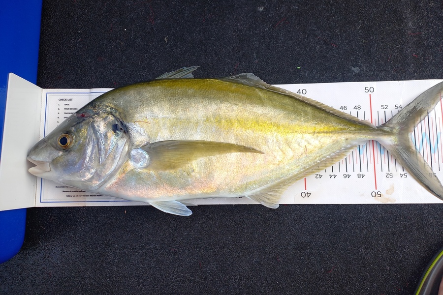 Andrew Tohu caught this 55.0cm Trevally at Northland during The Export NZ Fishing Competition