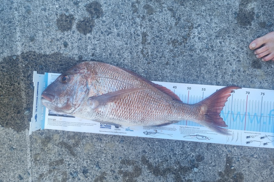 Jeremy Coakley caught this 61.0cm Snapper at Auckland during The Export NZ Fishing Competition