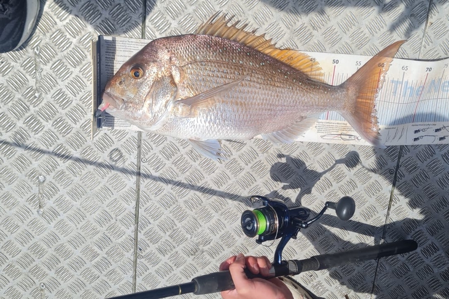 Mikey Moses caught this 59.5cm Snapper at Coromandel during The Export NZ Fishing Competition