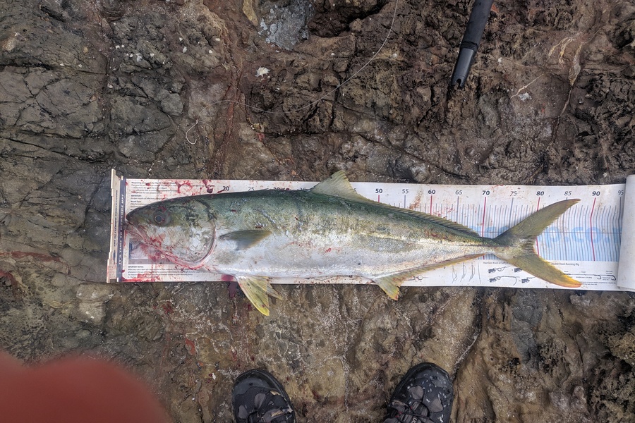 Ben Netherclift caught this 79.0cm Kingfish at Northland during The Export NZ Fishing Competition