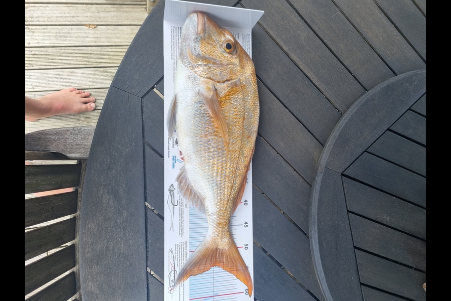 Carey Soole caught this 53.5cm Snapper at Coromandel during The Export NZ Fishing Competition