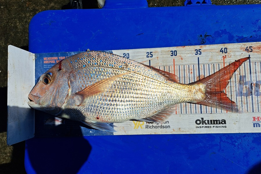 Harry Kovacs caught this 39.5cm Snapper at Wellington during The Export NZ Fishing Competition