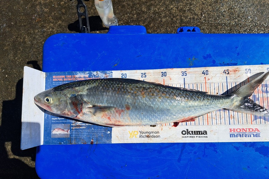 Harry Kovacs caught this 49.5cm Kahawai at Wellington during The Export NZ Fishing Competition