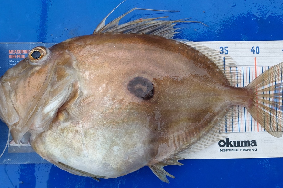 Barry  Howard caught this 45.5cm John Dory at Auckland during The Export NZ Fishing Competition