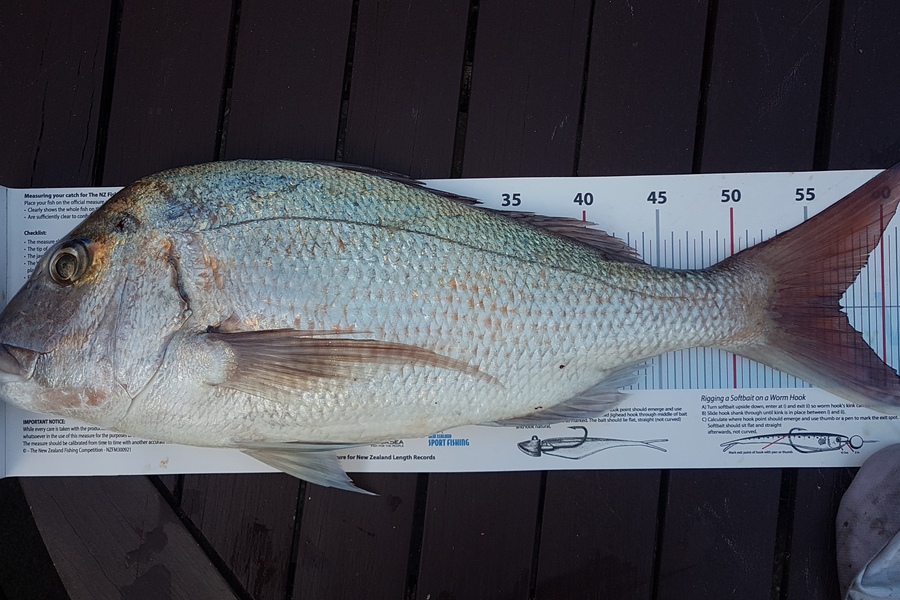 Paul  Alexander caught this 57.0cm Snapper at Northland during The Export NZ Fishing Competition