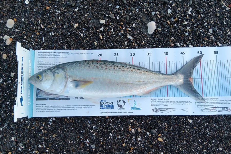 Richard Cash caught this 46.5cm Kahawai at Manawatu during The Export NZ Fishing Competition