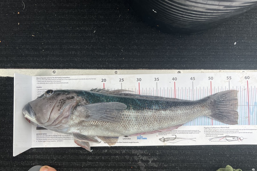 Jonny Harman caught this 57.0cm Blue Cod at Canterbury during The Export NZ Fishing Competition