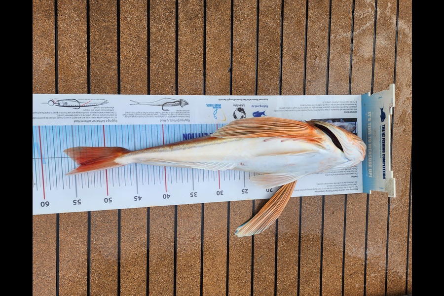 Jesse Crasborn caught this 54.0cm Gurnard at Nelson/Marlborough during The Export NZ Fishing Competition
