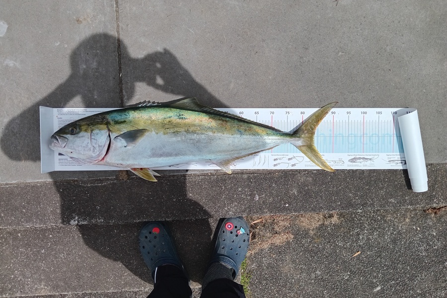 Christian-Ray  Simons  caught this 83.5cm Kingfish at Taranaki during The Export NZ Fishing Competition